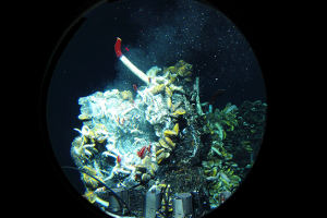 Deep-sea hydrothemal vent